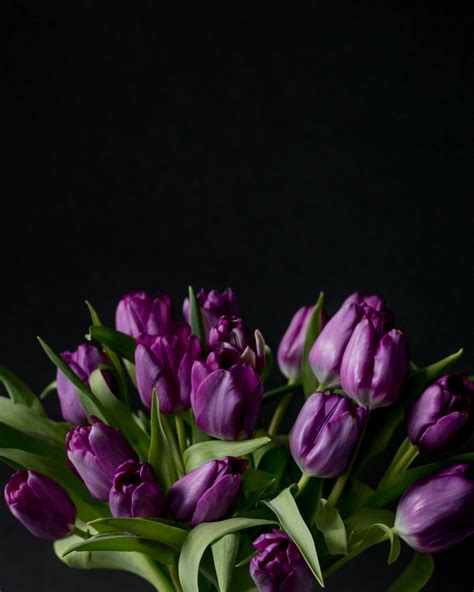 Pin By Deanna Hughes On Flower Arrangements Purple Tulips Tulips