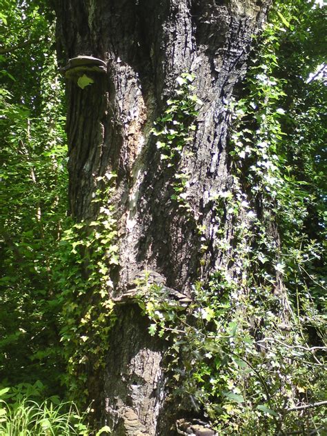 Free Images Tree Nature Wilderness Trail Flower Trunk Bark