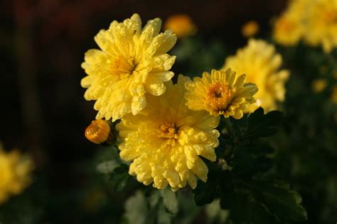 Chrysanthemum Nantyderry Sunshine Ballyrobert Gardens
