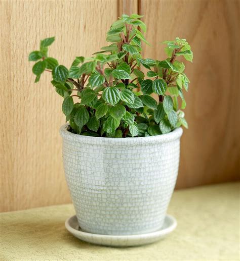 How To Plant And Grow Peperomia