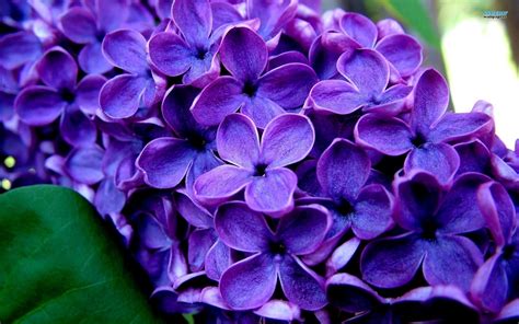 Lilac Flowers Top Easy Backyard Garden Decor Design