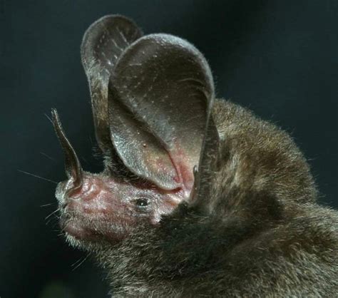 A Close Up Of A Bat With Its Mouth Open