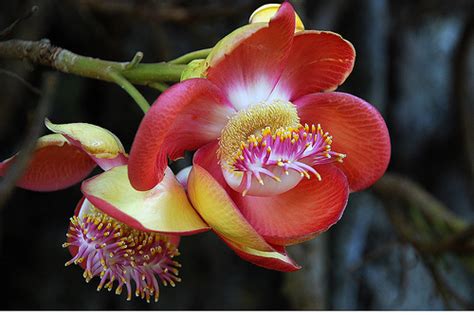 The 10 Most Beautiful Flowers In The World The Top Ten List