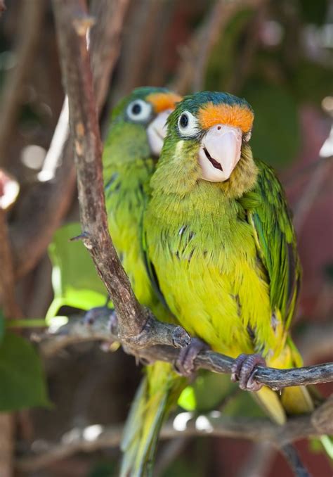 Orange Fronted Conure Health Colors Sounds And Personality Petguide