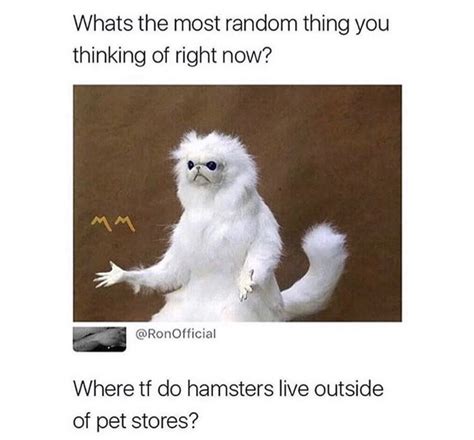 Cat Dancing To Hamster Dance Meme