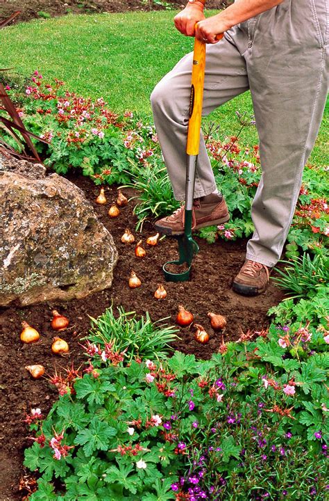 Around here, zone 5, companies are planting trees almost any in massachusetts you plant in spring to give the plant plenty of time to establish before winter. Tips for Planting Your Favorite Bulbs | Better Homes & Gardens