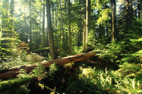 Vancouver Island Rainforest Cathedral Grove Steven Flickr