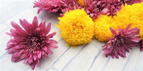 Everything You Need To Know About Chrysanthemums Appleyard London