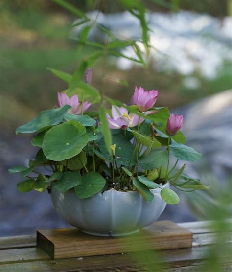 40 Qian Zhuying Lotus Tea Cup Micro Lotus Excellent Blooming