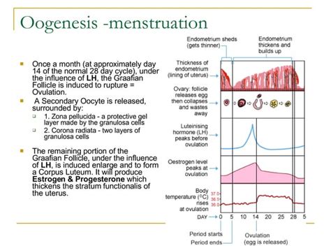 Notes Female Reproductive System Ppt