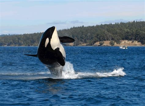 Worlds Oldest Known Orca Presumed Dead Discover Wildlife