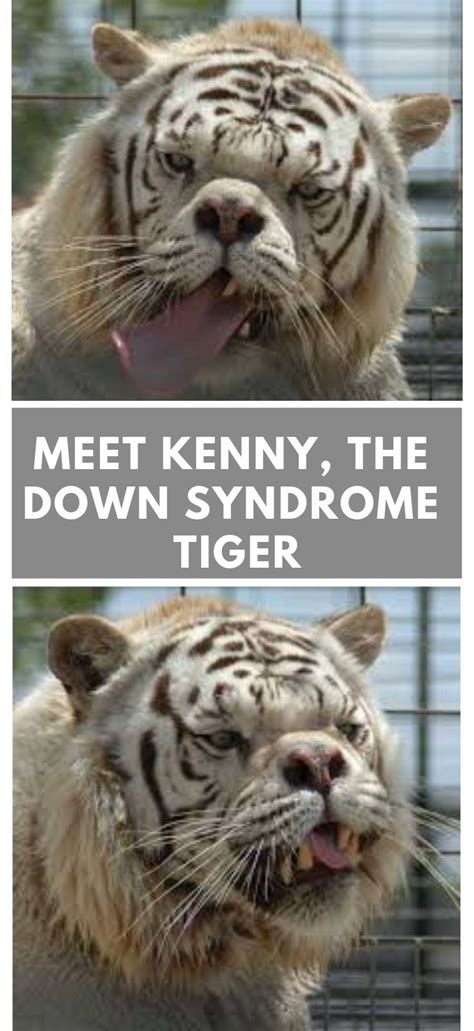 Image Of White Tiger With Down Syndrome Peepsburgh