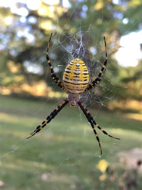 Garden orb weaver spider, as its name suggests, lives in gardens and other places outdoors. Female Argiope trifasciata (Banded Garden Spider) in ...