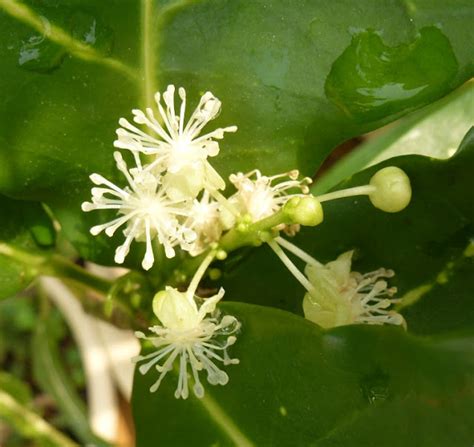 Greenfingers Bunga Puding Kembang