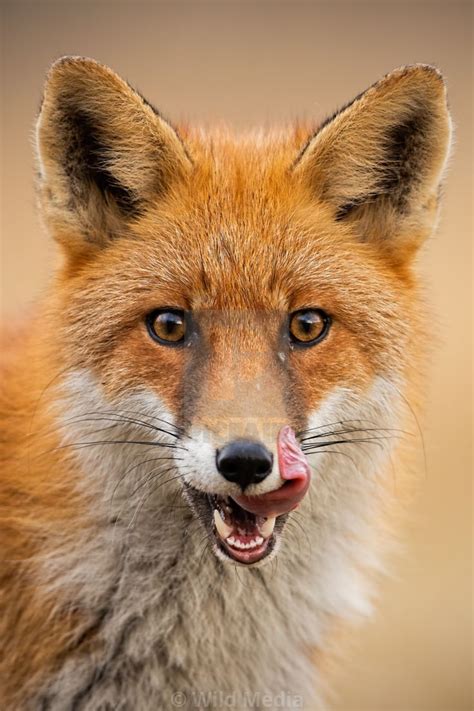Close Up Of Head Of A Red Fox Vulpes Vulpes Looking Straight To The