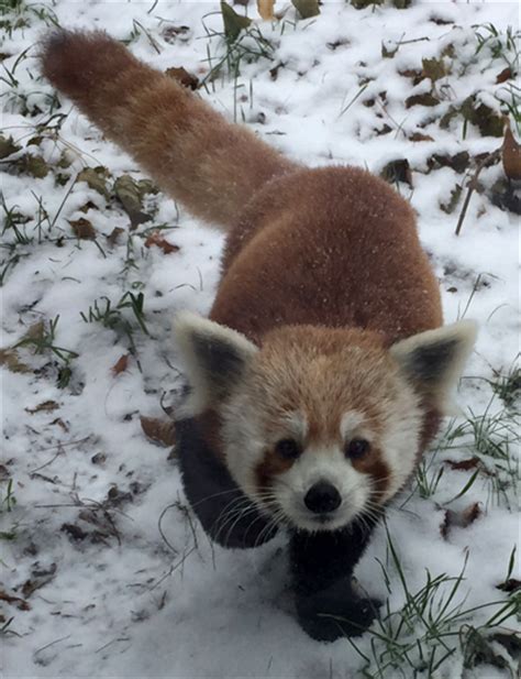 Buffalo Zoo Welcomes Red Panda