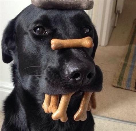 Funny Dog Pictures 21 Adorable Reasons Why Dogs Rule