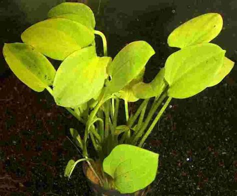 Flockenfutter verschiedene sorten, frostfutter, lebendfutter, getrocknete kleintiere. 1 Topf Echinodorus schlueteri, kleine Rarität ...