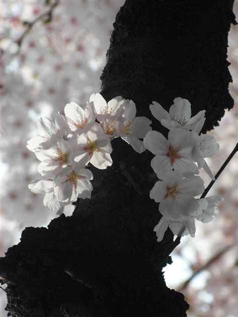 1080x1920 Wallpaper White Flowers Peakpx