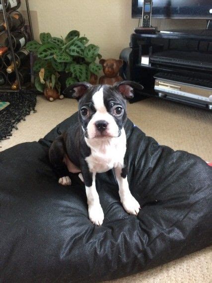 Please contact the breeders below to find boston terrier puppies for sale in wisconsin Boston Terrier Puppies For Sale | National Avenue, WI #207258