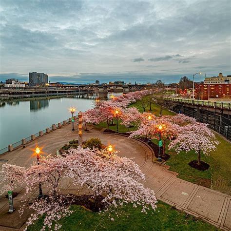 Travel Portland On Instagram “🌸 Cherry Blossom Season Is Almost Here 🌸 This Magical Walk On