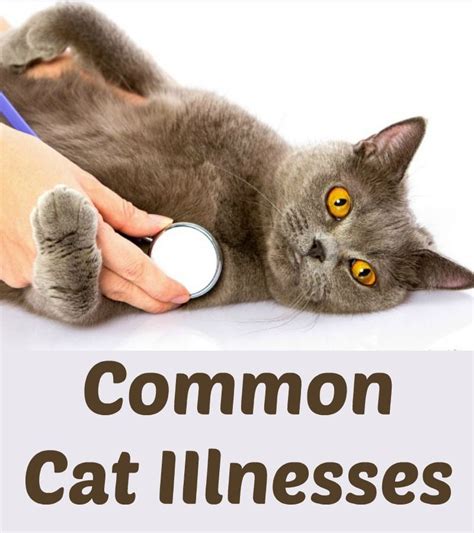 Common Cat Illnesses Cat Illnesses Cats Pet Health