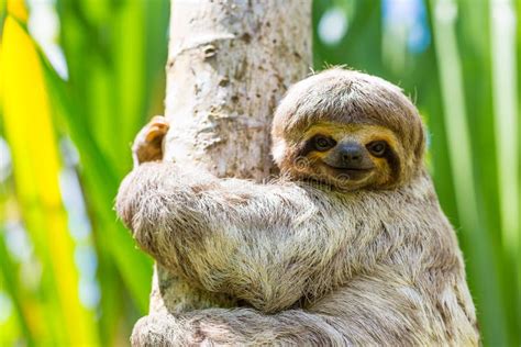 Young 3 Toed Sloth In Its Natural Habitat Amazon River Peru Stock