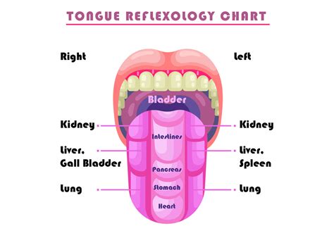 Tongue Reflexology Chart Vector 117995 Vector Art At Vecteezy