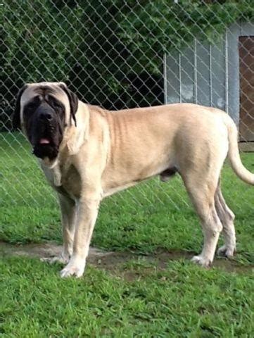 Being a watchdog was the main job of. AKC ENGLISH MASTIFF PUPS GREINER HALL SIRED for Sale in ...