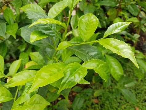 Tea Plant Camellia Sinensis Plants Kew