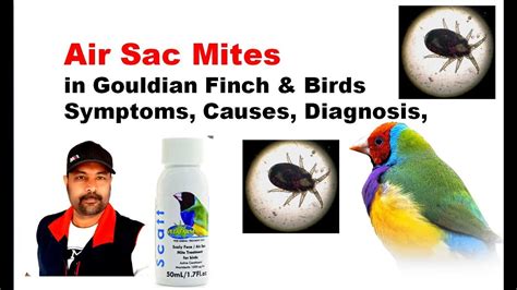 Air Sac Mites In Birds Symptoms Causes Diagnosis Exotic Gouldian Finch