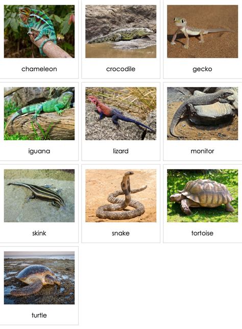 10 Examples Of Reptiles
