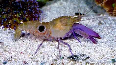 Pistol Shrimp Animal Planets The Most Extreme Wiki Fandom