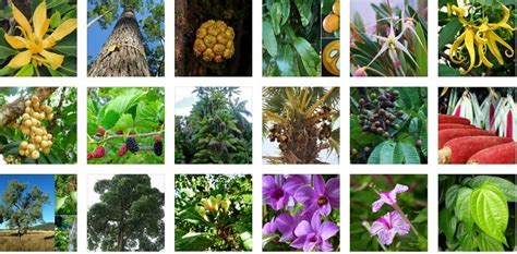 Persebaran flora di indonesia menurut wallace dan webber. FLORA DAN FAUNA INDONESIA: FLORA KHAS INDONESIA BARAT ...