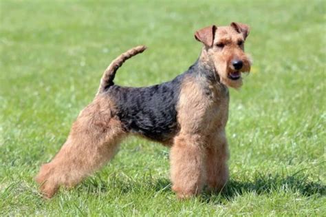 Welsh Terrier - Woof Bark Growl