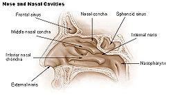 Sphenoid sinus - Wikipedia