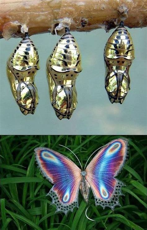 40 Beautiful Pictures Of Insects Insects Butterfly Chrysalis