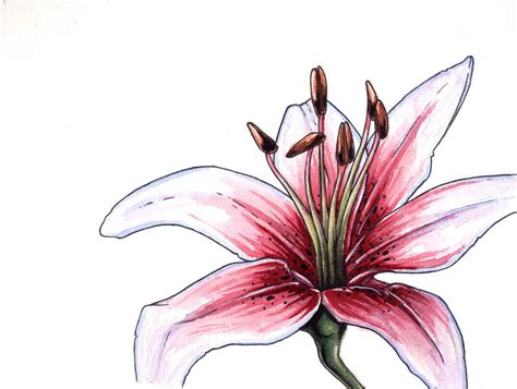 How To Draw Lily Flower At How To Draw