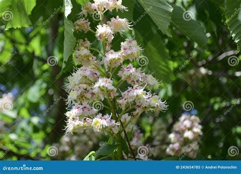 A Flowering Chestnut Tree Ulyanovsk Stock Image Image Of Flowering