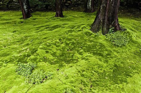 So, true ground covers are evergreen. Fast Growing Moss Ground Cover | Tyres2c