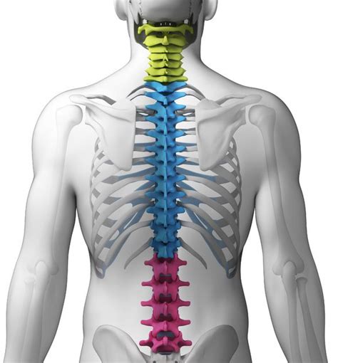 Love the ribbed compression material. Spinal Fractures: The Three-Column Concept