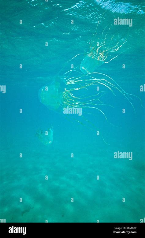 Box Jellyfish Chironex Fleckeri Three Swimming In Open Water North