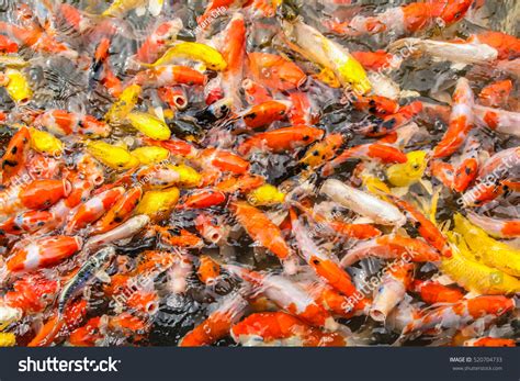 Koi Fish Pond Stock Photo 520704733 Shutterstock