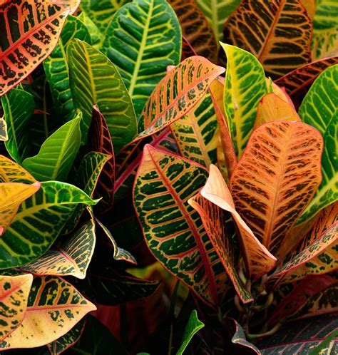 무료 이미지 잎 꽃 부시 주황색 녹색 밀림 열렬한 풍부한 색깔 자연스러운 가을 식물학 화려한 노랑