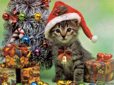 Reminder Send In Your Christmas Cats Why Evolution Is True