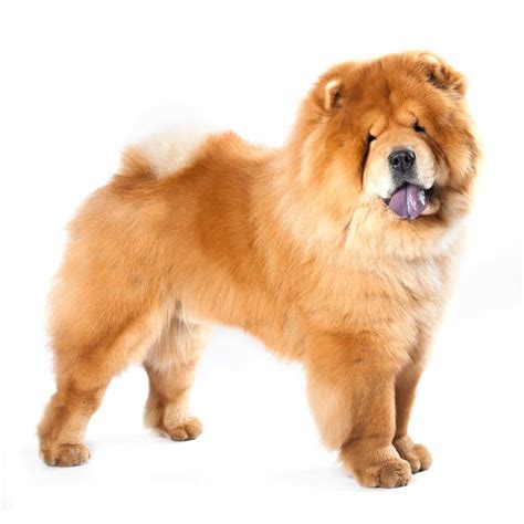 Chow Chow Dog Breed Information Pictures And More