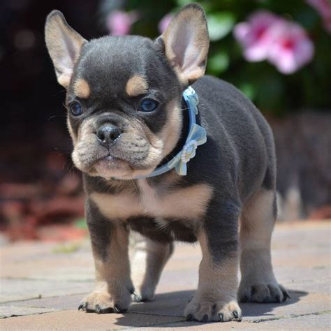 French bulldogs la is a french bulldog breeder located just outside los angeles in the ojai valley of ventura county in southern california. French Bulldog Puppy For Sale- How To Choose The Best One ...