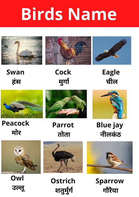 पक्षियों के नाम Birds Name In Hindi And English
