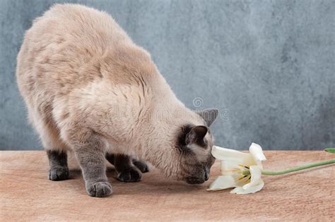 132 Cat Fat Siamese Photos Free And Royalty Free Stock Photos From