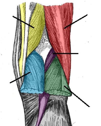 Popliteal Fossa And Leg Flashcards Quizlet